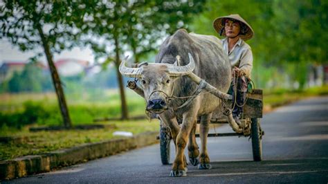  The Golden Buffalo and Its Role in Vietnamese Folklore!